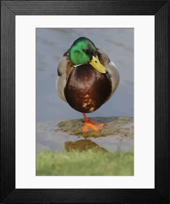 Framed Print : Mallard - drake- Germany Framed Print : Mallard - drake- Germany