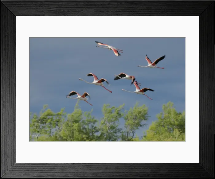 Framed Print : Flamingo. SM-2054. Greater Flamingo - group in flight Framed Print : Flamingo. SM-2054. Greater Flamingo - group in flight