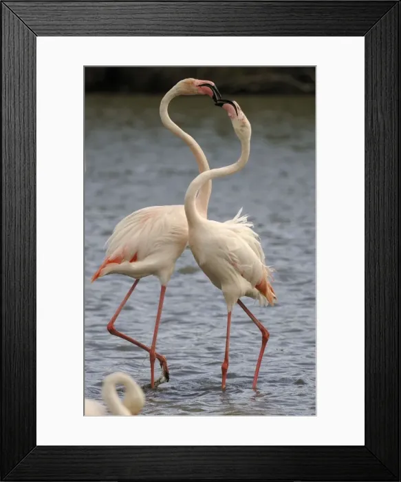Framed Print : Flamingo. SM-2055. Greater Flamingo - fighting Framed Print : Flamingo. SM-2055. Greater Flamingo - fighting