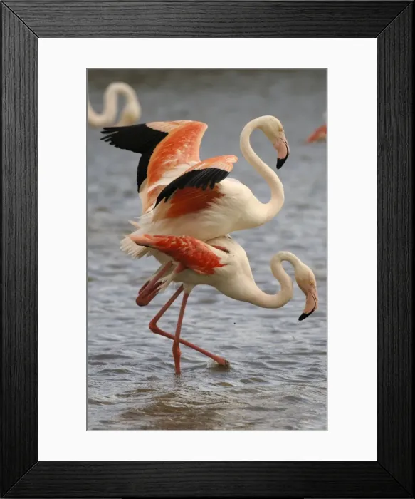 Framed Print : Flamingo. SM-2058. Greater Flamingo - mating Framed Print : Flamingo. SM-2058. Greater Flamingo - mating