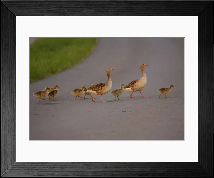 Framed Print : Graugans. SM-2089. Greylag geese - family crossing street, Framed Print : Graugans. SM-2089. Greylag geese - family crossing street,