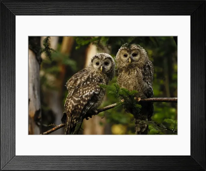 Framed Print : Habichtskauz Framed Print : Habichtskauz