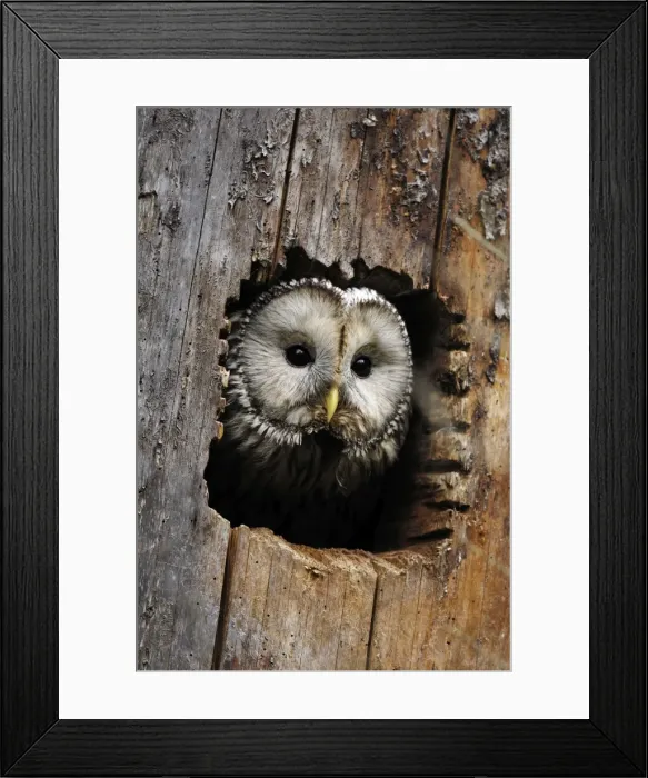 Framed Print : Habichtskauz Framed Print : Habichtskauz