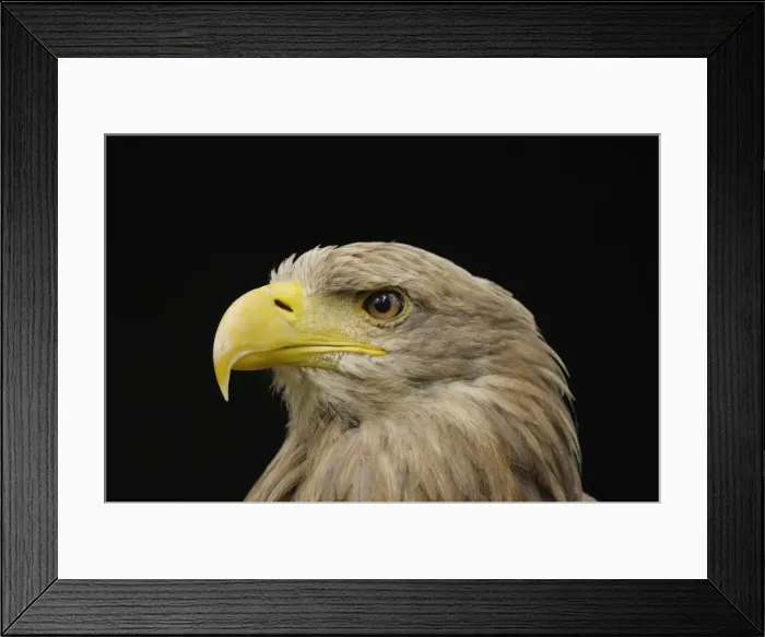 Framed Print : Seeadler. SM-2178. White Tailed Eagle - portrait