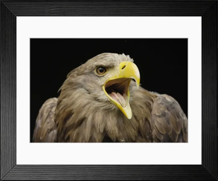 Framed Print : Seeadler. SM-2179. White-Tailed Eagle - portrait Framed Print : Seeadler. SM-2179. White-Tailed Eagle - portrait