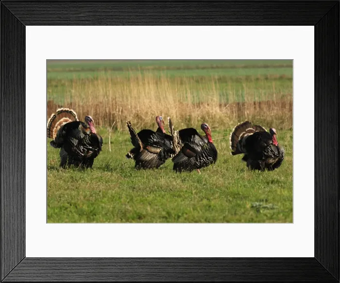 Framed Print : Truthahn. SM-2181. Wild Turkey displaying Framed Print : Truthahn. SM-2181. Wild Turkey displaying