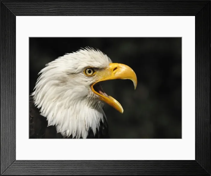 Framed Print : Weiszkopseeadler Weikopseeadler Framed Print : Weiszkopseeadler Weikopseeadler