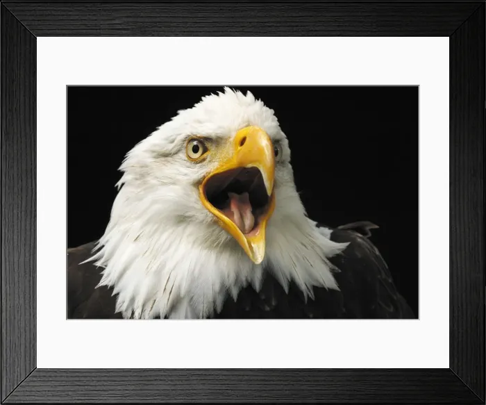 Framed Print : Weiszkopseeadler Weikopseeadler Framed Print : Weiszkopseeadler Weikopseeadler