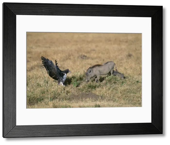 Framed Print : Martial Eagle - and Warthog Kenya, Africa Framed Print : Martial Eagle - and Warthog Kenya, Africa