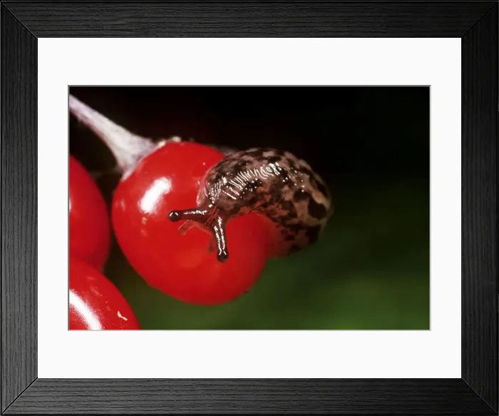Framed Print : Great Grey Slug / Leopard Slug - young on berry, UK Framed Print : Great Grey Slug / Leopard Slug - young on berry, UK