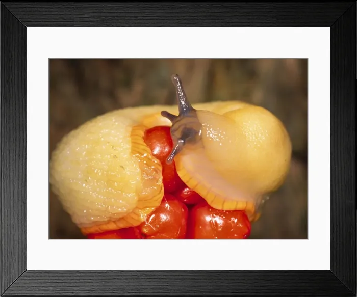 Framed Print : SPH_1353. SPH-1353. White SLUG - on Lords and Ladies berries Framed Print : SPH_1353. SPH-1353. White SLUG - on Lords and Ladies berries