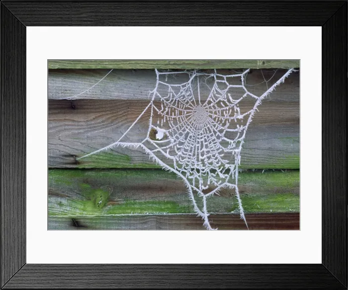 Framed Print : Spider Web - covered in Hoar frost UK Framed Print : Spider Web - covered in Hoar frost UK