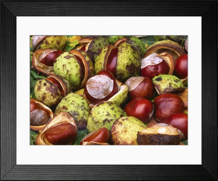 Framed Print : Conkers From Horse Chestnut tree UK