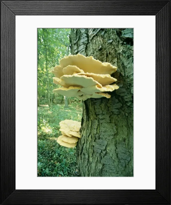 Framed Print : Fungi Sulphur Polypore / Chicken of the Woods UK Framed Print : Fungi Sulphur Polypore / Chicken of the Woods UK
