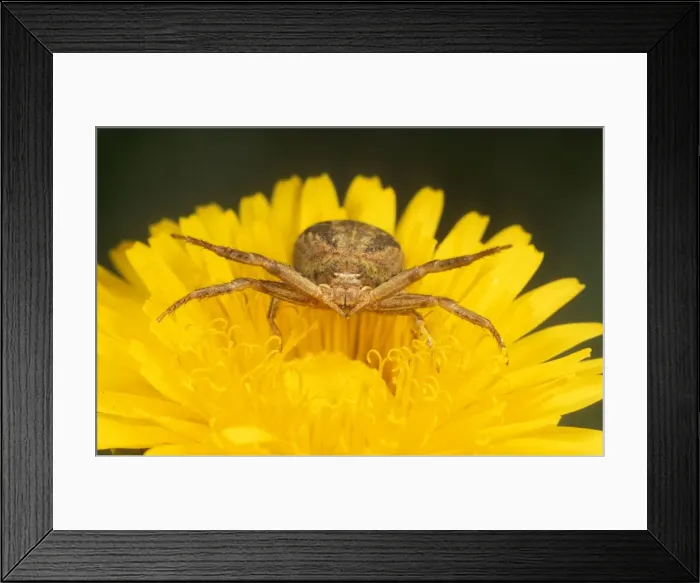 Framed Print : Crab Spider Aggressive posture on Dandelion flower, UK Framed Print : Crab Spider Aggressive posture on Dandelion flower, UK