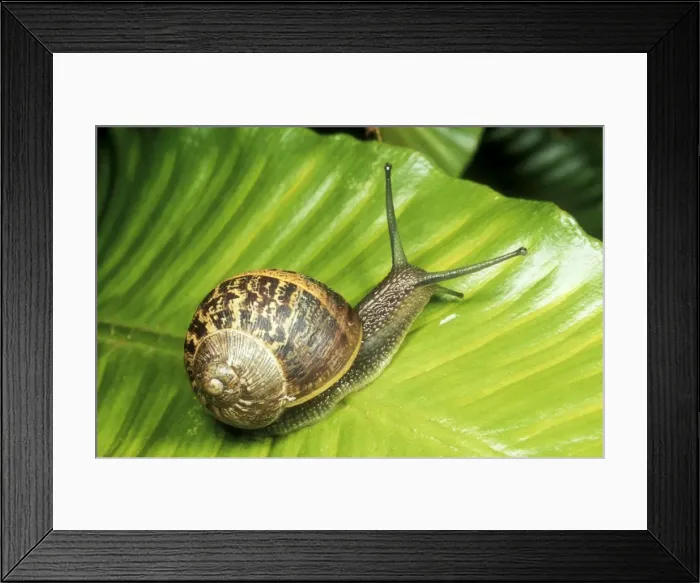 Framed Print : Common Garden Snail On fern, UK Framed Print : Common Garden Snail On fern, UK