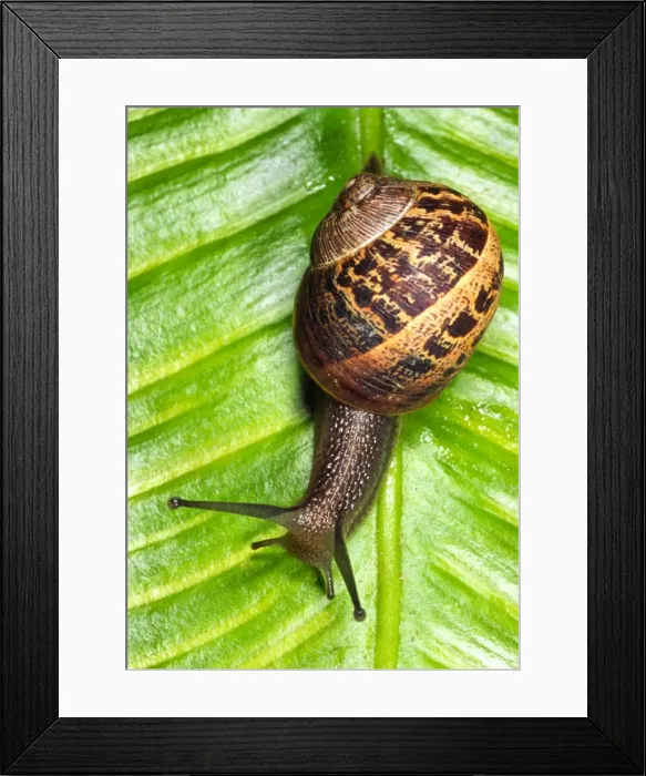 Framed Print : Common Garden Snail Crawling over fern leaf Reading garden, UK Framed Print : Common Garden Snail Crawling over fern leaf Reading garden, UK