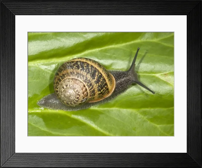 Framed Print : Brown Common Garden Snail - Crawling over leaf Location: UK garden Framed Print : Brown Common Garden Snail - Crawling over leaf Location: UK garden