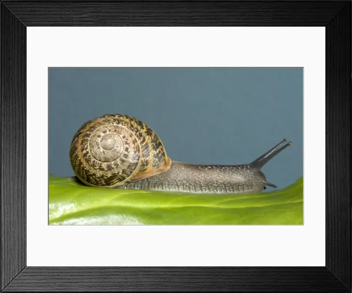 Framed Print : Brown Common Garden Snail - Crawling over leaf UK garden Framed Print : Brown Common Garden Snail - Crawling over leaf UK garden