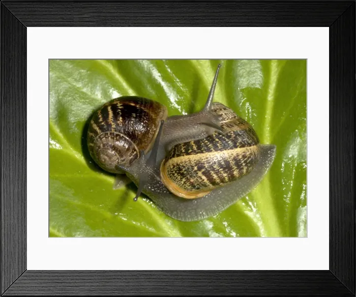 Framed Print : Brown Common Garden Snails - Mating pair UK garden Framed Print : Brown Common Garden Snails - Mating pair UK garden