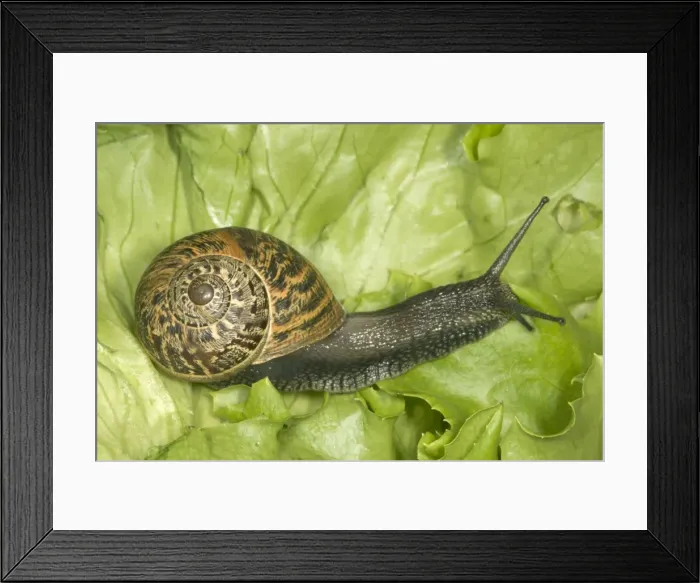 Framed Print : Brown Common Garden Snail - Side view with perfect shell, on lettuce UK garden Framed Print : Brown Common Garden Snail - Side view with perfect shell, on lettuce UK garden