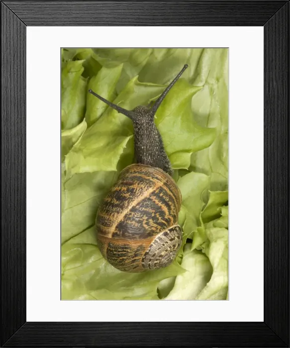 Framed Print : Brown Common Garden Snail - Crawling on lettuce seen from above UK garden Framed Print : Brown Common Garden Snail - Crawling on lettuce seen from above UK garden