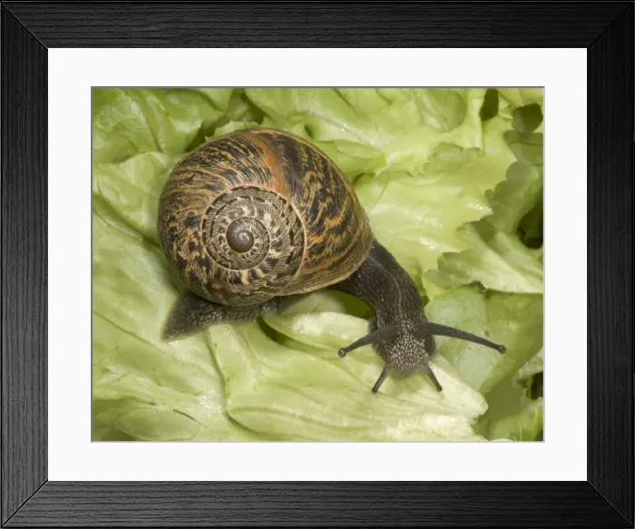 Framed Print : Brown Common Garden Snail - Side view with perfect shell, on lettuce UK garden Framed Print : Brown Common Garden Snail - Side view with perfect shell, on lettuce UK garden