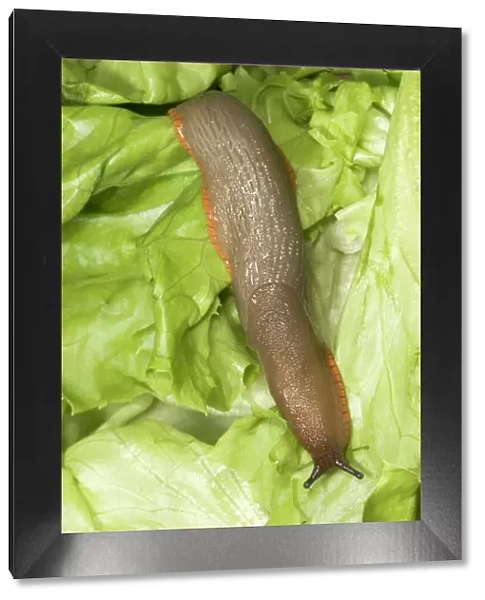 Common Large Garden Slug - On lettuce UK garden