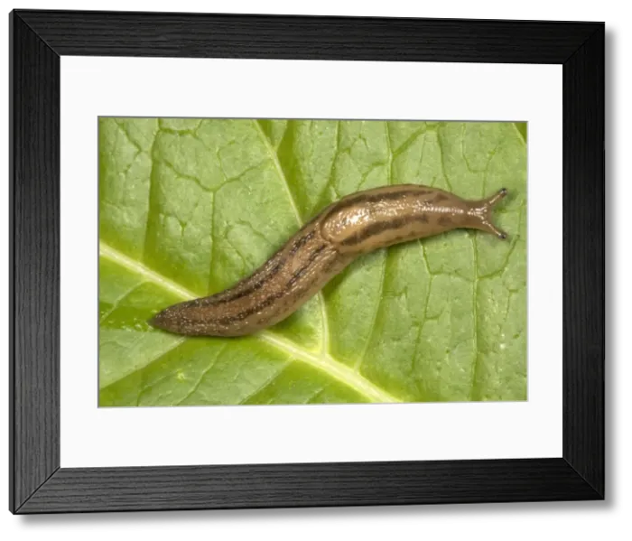 Framed Print : Greenhouse Slug - Native to Iberian peninsula Known only from glasshouses (e. g. Kew) prior to 1980. Started spreading in gardens from 1980 (due to global warming) Framed Print : Greenhouse Slug - Native to Iberian peninsula Known only from glasshouses (e. g. Kew) prior to 1980. Started spreading in gardens from 1980 (due to global warming)