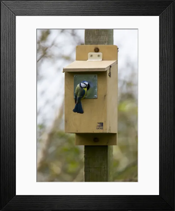 Framed Print : Blue tit inspecting RSPB nestbox Location: Garden, Cornwall, UK Framed Print : Blue tit inspecting RSPB nestbox Location: Garden, Cornwall, UK