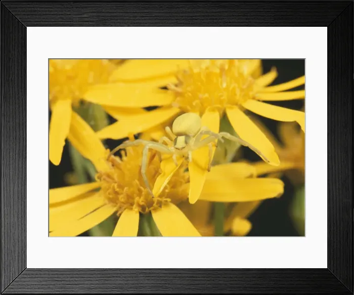 Framed Print : Crab Spider - lying in wait for prey. UK