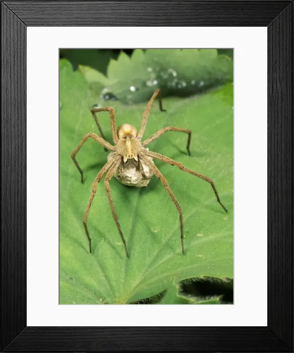 Framed Print : Nursery-web Spider UK Framed Print : Nursery-web Spider UK