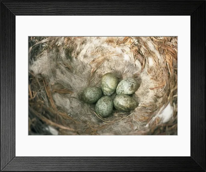 Framed Print : Carrion Crow - nest & eggs Framed Print : Carrion Crow - nest & eggs