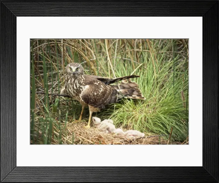 Framed Print : Hen Harrier - at nest with young Framed Print : Hen Harrier - at nest with young