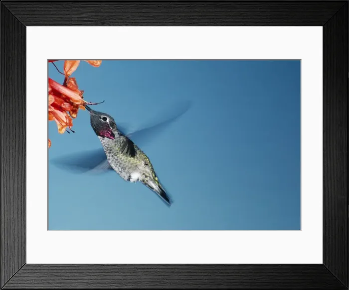 Framed Print : Anna's Hummingbird Male