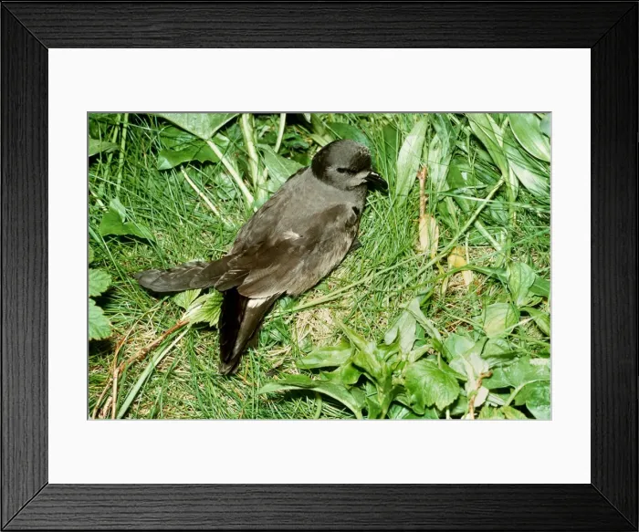 Framed Print : Leach's Storm Petrel Framed Print : Leach's Storm Petrel