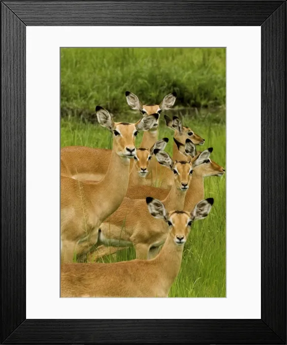 Framed Print : Impala family - Katavi - Tanzania - Africa Framed Print : Impala family - Katavi - Tanzania - Africa