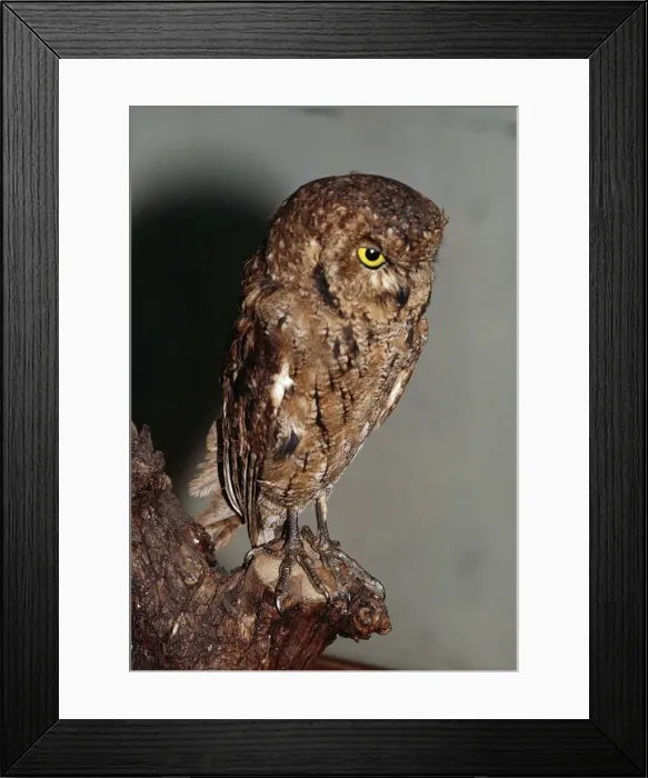 Framed Print : Seychelles Bare-legged Scops Owl Male
