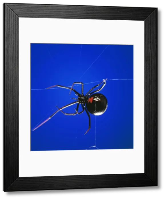 Framed Print : Black Widow Spider - spinning web Framed Print : Black Widow Spider - spinning web