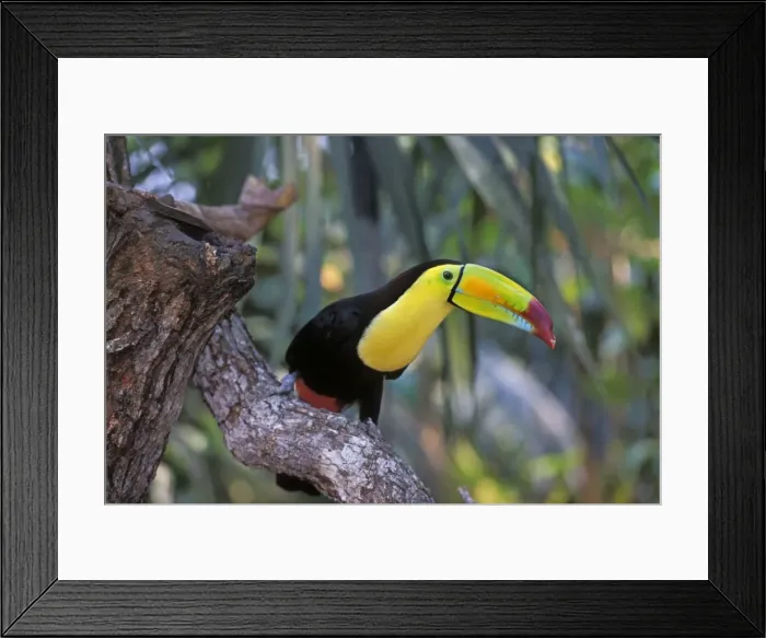 Framed Print : Keel-billed / Sulphur-Breasted Toucan Belize, Central America Framed Print : Keel-billed / Sulphur-Breasted Toucan Belize, Central America