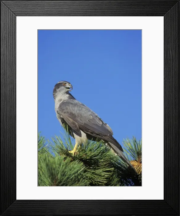 Framed Print : Northern Goshawk Colorado, USA B4417 Framed Print : Northern Goshawk Colorado, USA B4417