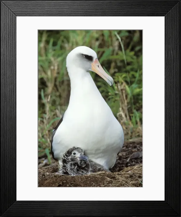 Framed Print : Laysan Albatross - adult with young chick at nest. Kilauea Point National Wildlife Refuge, Kauai, Hawaii. February. B6655