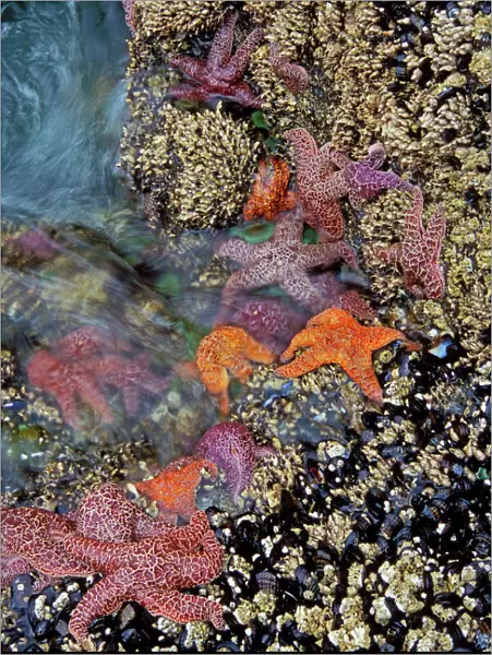 Ochre & Purple Sea Stars  /  Starfish - in tidal zone Strawberry Hill State Park, Oregon coast, Pacific Ocean, USA LX425