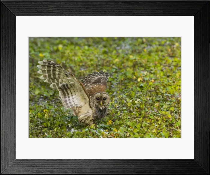 Framed Print : Barred Owl - On ground with wings open _TPL4787 Framed Print : Barred Owl - On ground with wings open _TPL4787