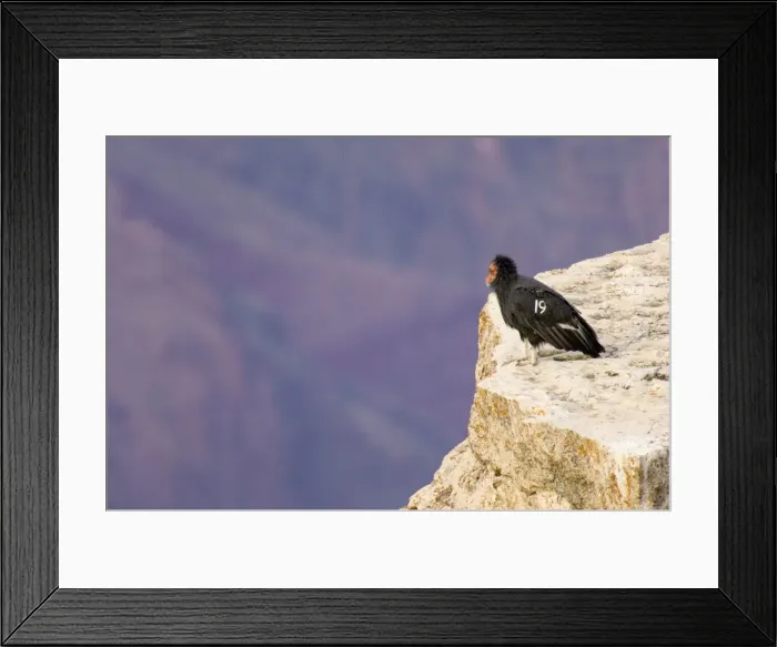 Framed Print : Tagged California Condor - Perched on rocky cliff. Western U. S. A. _PTL5349 Framed Print : Tagged California Condor - Perched on rocky cliff. Western U. S. A. _PTL5349