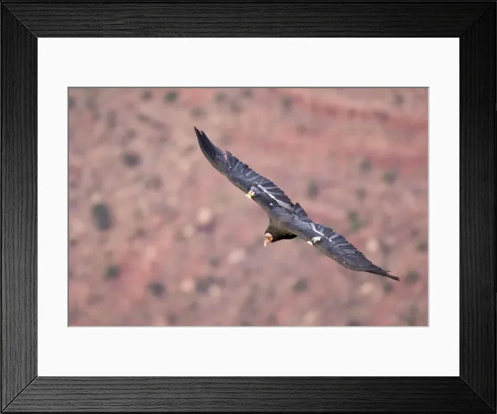 Framed Print : Tagged California Condor - Soaring. Western U. S. A. _PTL5315 Framed Print : Tagged California Condor - Soaring. Western U. S. A. _PTL5315