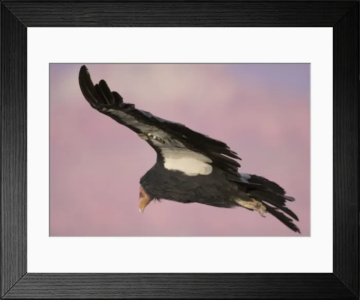 Framed Print : Tagged California Condor - Soaring. Western U. S. A. _PTL5311 Framed Print : Tagged California Condor - Soaring. Western U. S. A. _PTL5311