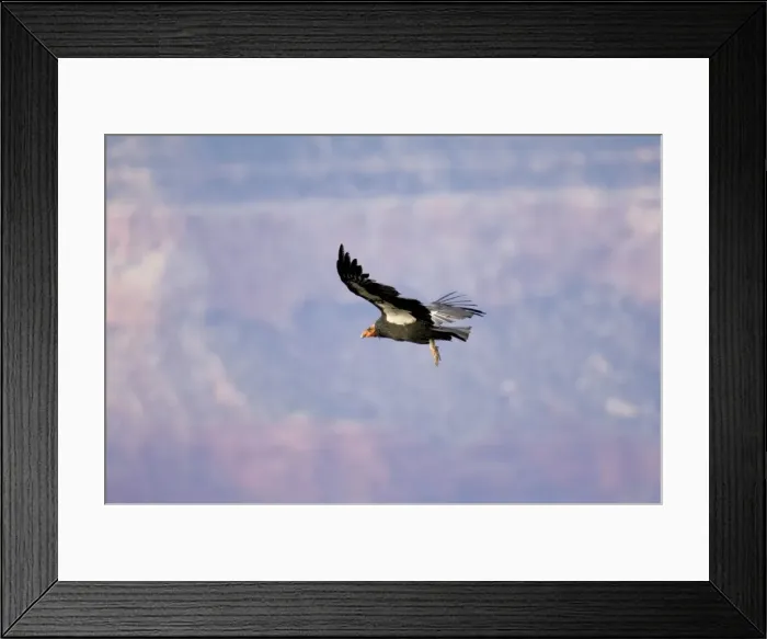 Framed Print : Tagged California Condor - Soaring. Western U. S. A. _PTL5302 Framed Print : Tagged California Condor - Soaring. Western U. S. A. _PTL5302