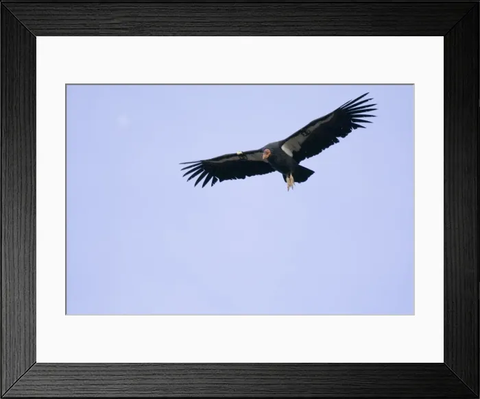 Framed Print : California Condor - soaring on thermals. Southwestern U. S. Note: All but one of the hundred plus wild california condors in North America are number tagged and fitted with a radio wing clip so biologists can track them Framed Print : California Condor - soaring on thermals. Southwestern U. S. Note: All but one of the hundred plus wild california condors in North America are number tagged and fitted with a radio wing clip so biologists can track them