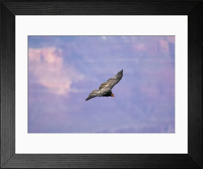 Framed Print : Tagged California Condor - Soaring. Western U. S. A. _PTL5248 Framed Print : Tagged California Condor - Soaring. Western U. S. A. _PTL5248